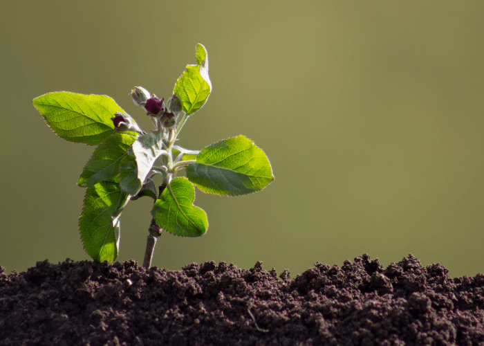A young apple tree on a muted green background with dark brown soil. Growing apples from seed is easy and fun, and the mini apple trees are just as cute as this picture.