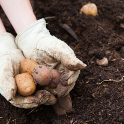 Growing Potatoes for Food Security