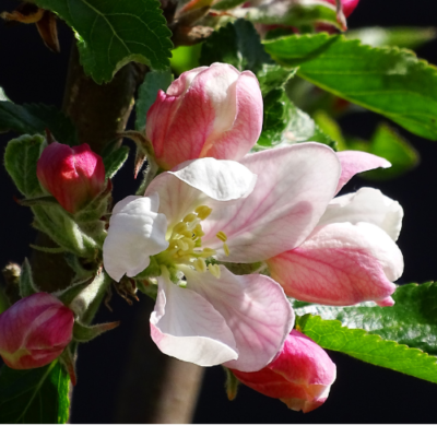 Growing Apples from Seed