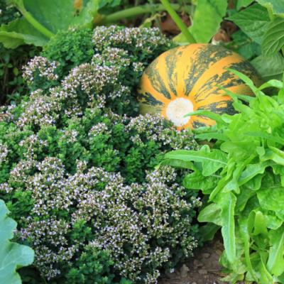 Chaos Gardening For Soil Health and Garden Fun