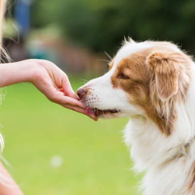 Make Your Own Freeze Dried Liver Treats for Dogs