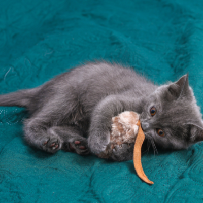 Homemade Pet Gifts for Any Occasion