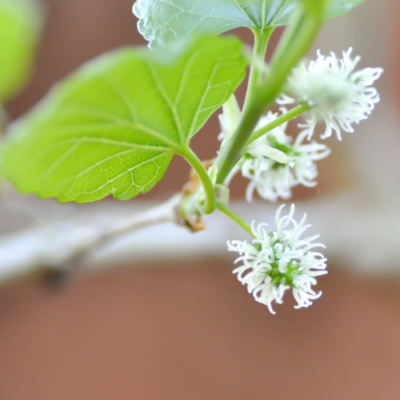 How to Grow a Mulberry Seedling from a Cutting