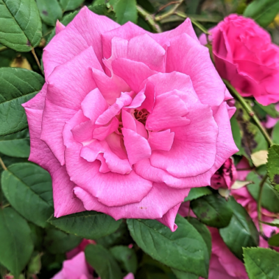 Handmade Rose Beads from Fresh Rose Petals